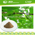 Herbal extract Eucommia leaf extract powder chlorogenic acid